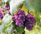 Grapes
