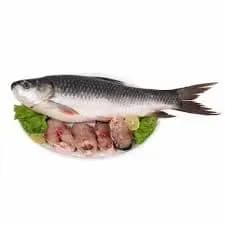 Salmon